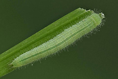 L. petropolitana